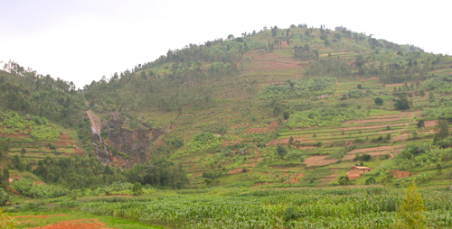 {bucket list} Tracking Mountain Gorillas in Rwanda - off the (meat)hook